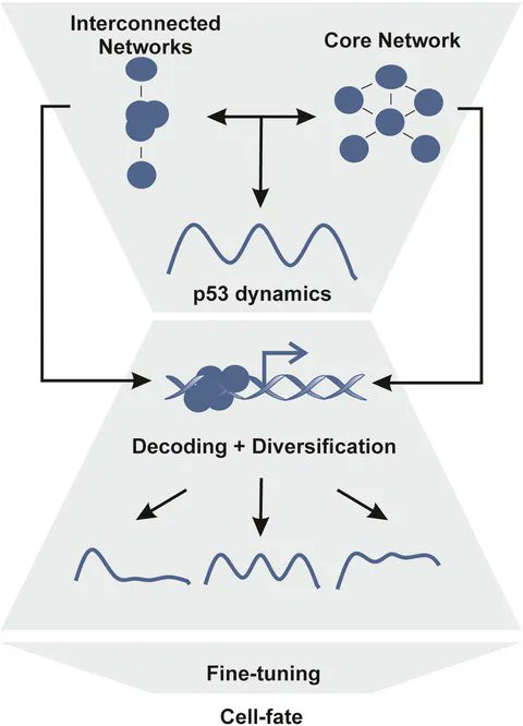 FEBSJournal's tweet photo. State-of-the-Art Review
The guardian's choice: how p53 enables context-specific decision-making in individual cells
🔗https://t.co/0UTSbMxxLU

By Laura Friedel and Alexander Loewer @TUDarmstadt

#apoptosis #cellcyclearrest #DNAdamageresponse #p53 #posttranscriptionalmodifications https://t.co/M2upgA81vb
