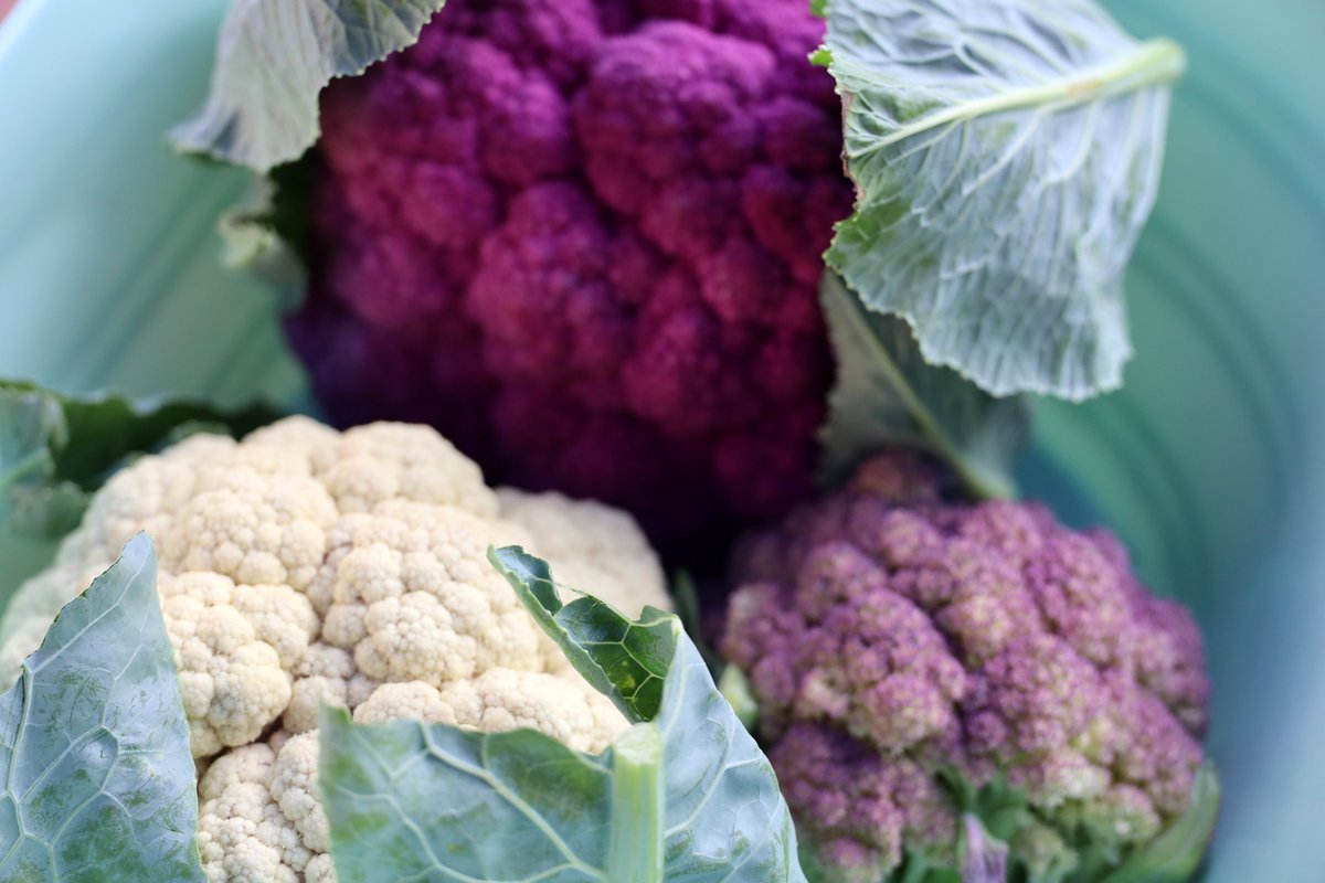 Grow Local South Texas tweet media