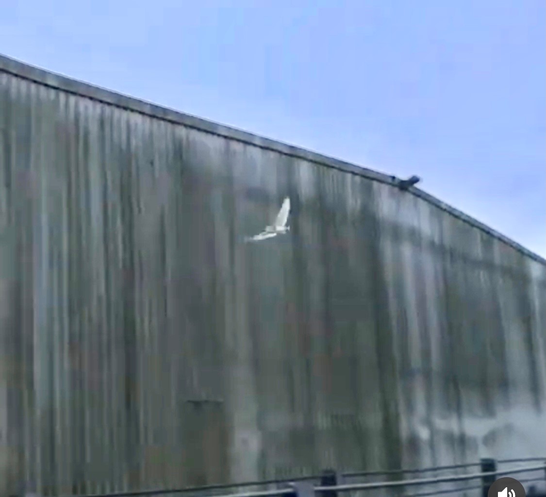 GreenWasteCom's tweet photo. #NationalBirdDay a few shots of our bird friends on site: barn owls (we have owl boxes in the sheds), swallow fledglings and a camouflage buzzard #workingwithnature #recycling #composting #wildlifewednesday #cornwall https://t.co/YAxMRFuxXA
