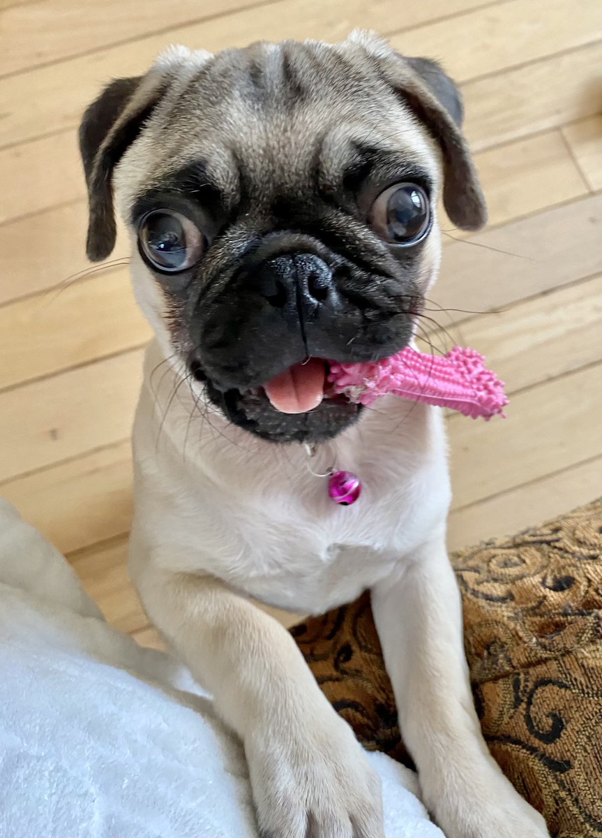 SndPprSnFlower's tweet photo. Good morning #pug #puglife #DogsofTwittter #bella https://t.co/laCS9HKdbX
