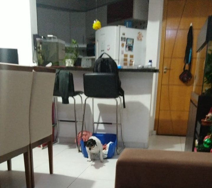 NPolvilho's tweet photo. Cadê minha humana mãe e humana irmã?
Para minha fã número 1: @Clinicapsiqui https://t.co/1xnfe1S264