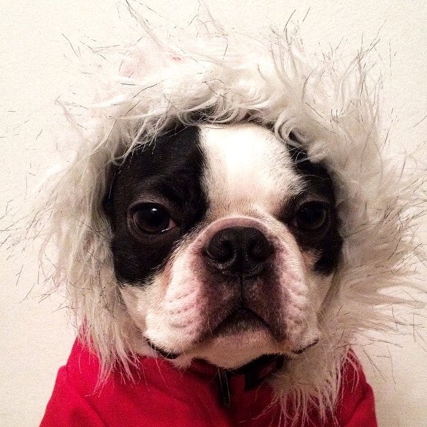 VinylLover81's tweet photo. Old Man Winter is Back! #furryfriday @breakfasttv @DinaPugliese @Sid_Seixeiro @FrankFerragine https://t.co/bkT3JSguTy