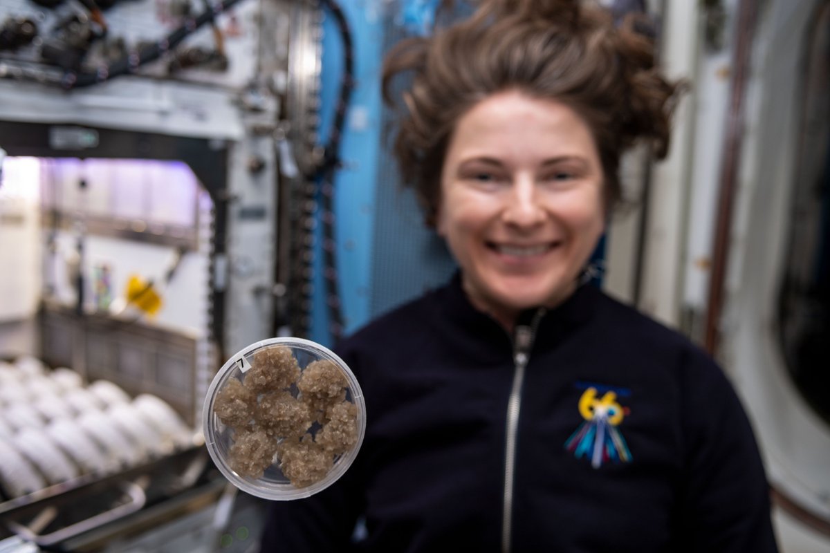 NASAScience_'s tweet image. Plant research takes many forms on the @Space_Station! While @Astro_Sabot started up a study of plant root and shoot development in microgravity at the end of 2021, NASA astronaut Kayla Barron installed an investigation of cotton genetics.