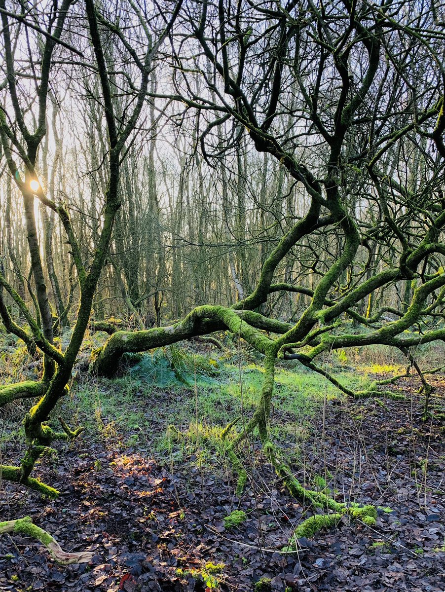 Kriskirb's tweet photo. Watchtree Nature Reserve #mywalktoday #cumbria #igerscumbria #watchtree #naturereserve @WatchtreeNR https://t.co/PLn6Bd6eMx