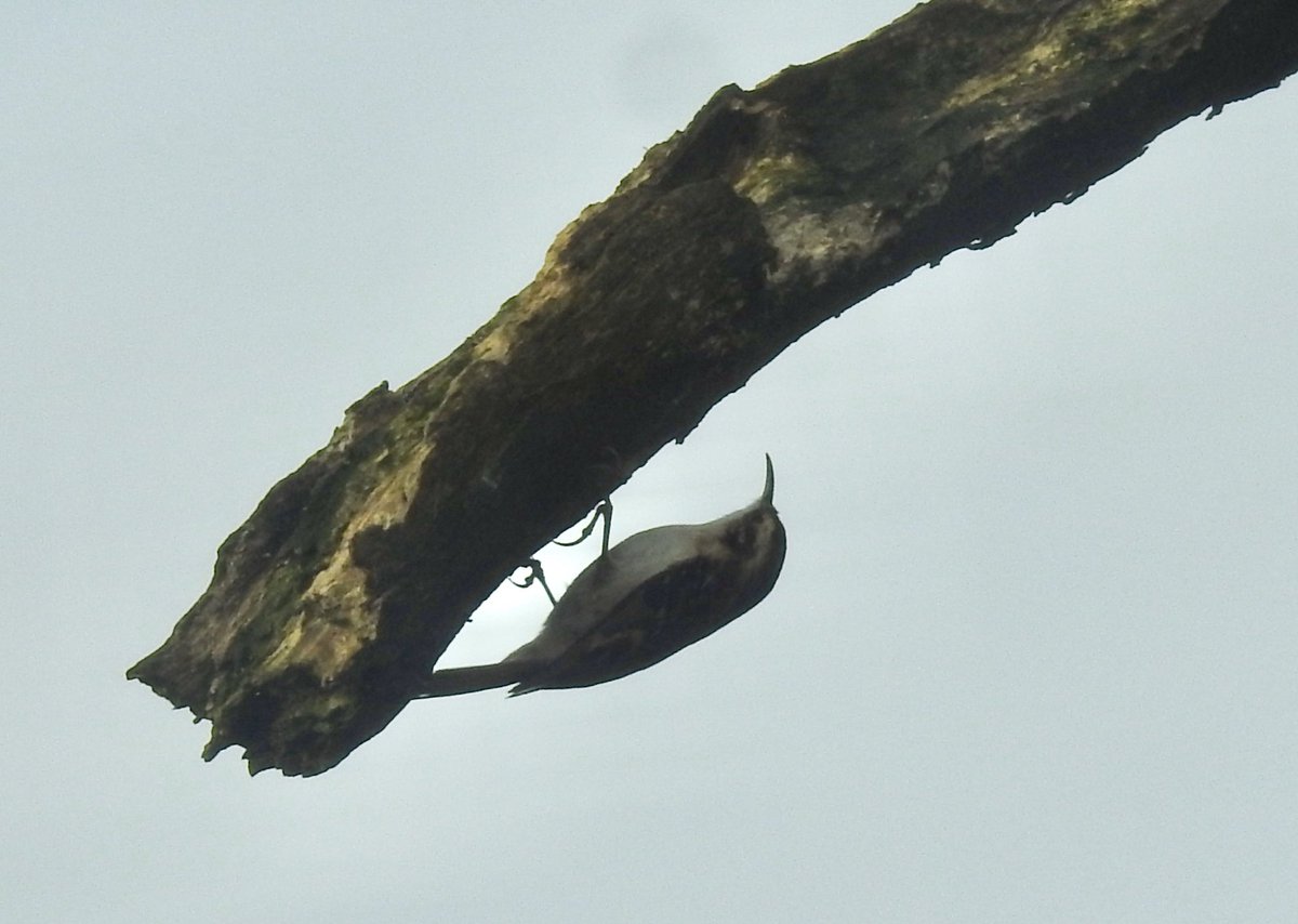 bernoid's tweet photo. Always a treat to see #treecreepers in the garden. #lookingatbirds https://t.co/mpyprft3TU