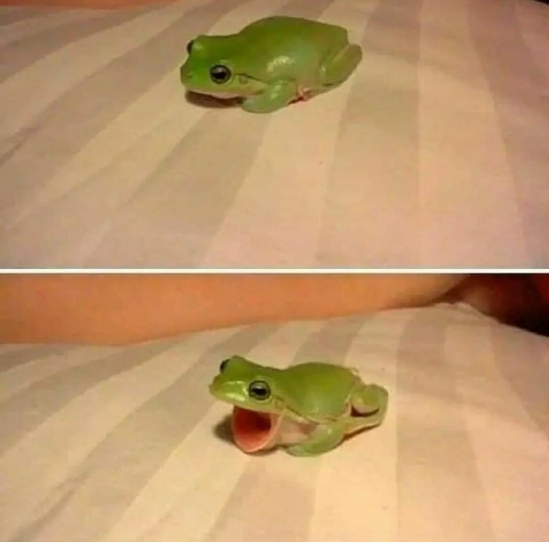 Frog tweet media
