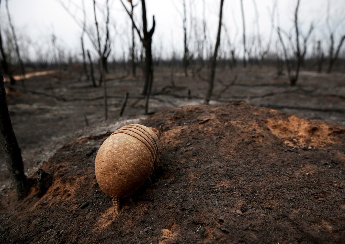 RebeccaH2030's tweet photo. A blinded armadillo walks in Guarani Nation Ecological Conservation Area Nembi Guasu in Bolivia. This armadillo was blinded by the heat from a wildfire.

©️ Reuters / 2019
#TiredEarth #Biodiversity #wildfires https://t.co/vDLR42wCdf