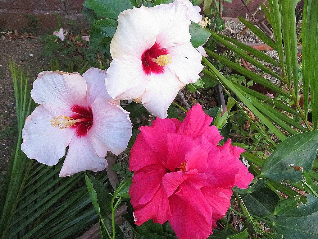 二色の大輪のハイビスカスのコラボがとても綺麗です。 The collaboration of the two-colored large hibiscus that blooms in my 