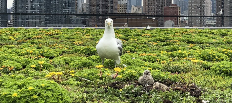 wildlifesociety's tweet photo. Researchers tracked a gull colony on a large convention center that installed a green roof in 2013. They found that the gulls can have a positive impact on rooftop ecology, though they have to be managed. https://t.co/qOhHXVPEjV #birds #wildlife https://t.co/ZXp2r9Du7h