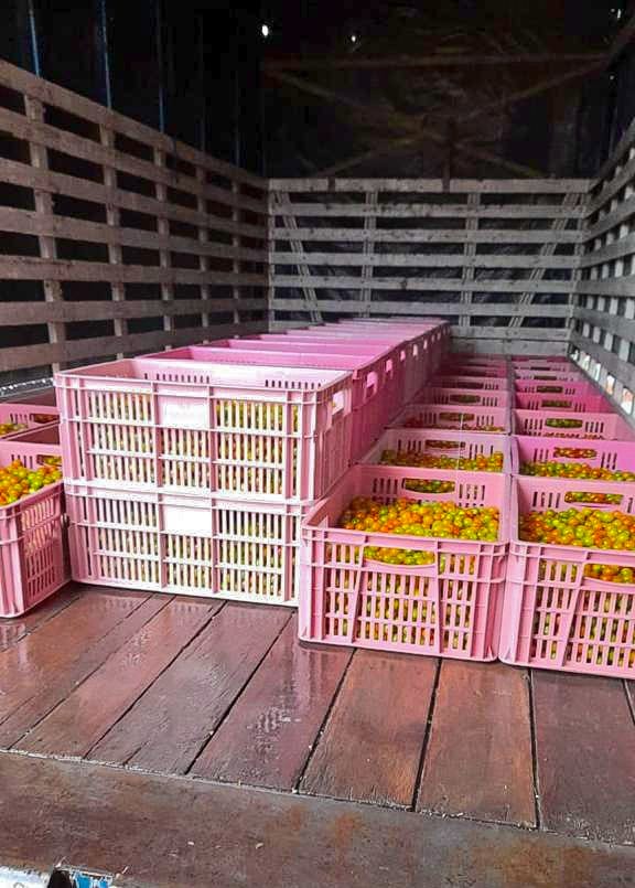 nicolasgarciab's tweet photo. Trasladamos, con los camiones de @ACIDCund, 7 toneladas de cacao de Caparrapí a la Nal de Chocolates, beneficiando a 34 flias productoras. Además en Pacho iniciamos el transporte semanal de 6 toneladas de tomate cherry para fruvers de Btá, beneficiando a 200 productores. https://t.co/7PxHR783Jl