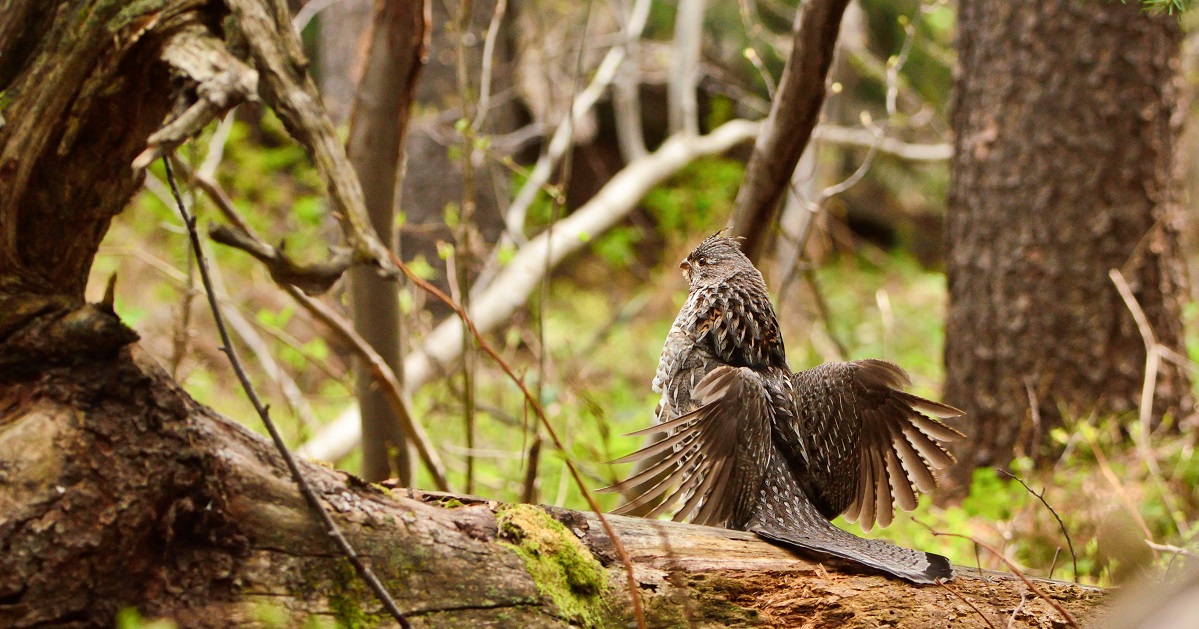 NFWFnews's tweet photo. NFWF and partners announced more than $1.7M in grants to restore forest and freshwater habitat for central Appalachian wildlife, including ruffed grouse, brook trout, hellbender and forest birds @USDA_NRCS, @forestservice, @USFWS, @Shell_US https://t.co/7ASn3bmQin https://t.co/bbowOjH4Qv