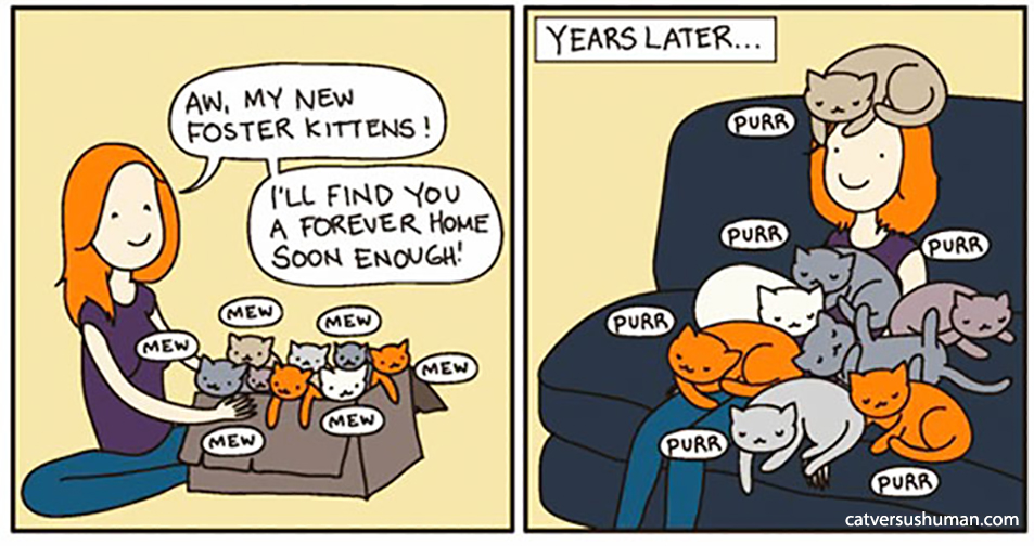 Kittycoin (KSOL) tweet media