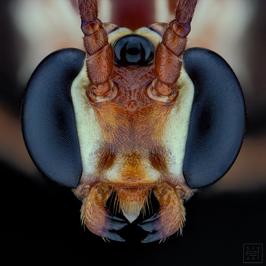 sagaOptics's tweet photo. Ichneumon wasp, Ophion spec. The incredibly large simple eyes allow this wasp to orientate itself very well at sunset and in the autumn and winter times. 

#ichneumon #ichneumonidae #ocellen #simpleeye #ocells #ocellus #eyes https://t.co/rhla6pdSBE