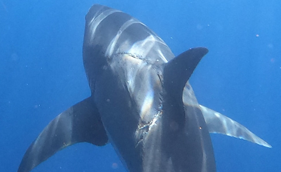 Incredible photo of a shark shows mysterious bite mark on its side taken by Jalil Najafov in Mexico?
Looks like a Orca was having appetite  for sushi and the sushi did not cooperate..... (that is just my opinion and what do I know about sharks..... 🤣
a1le.xyz/bite
