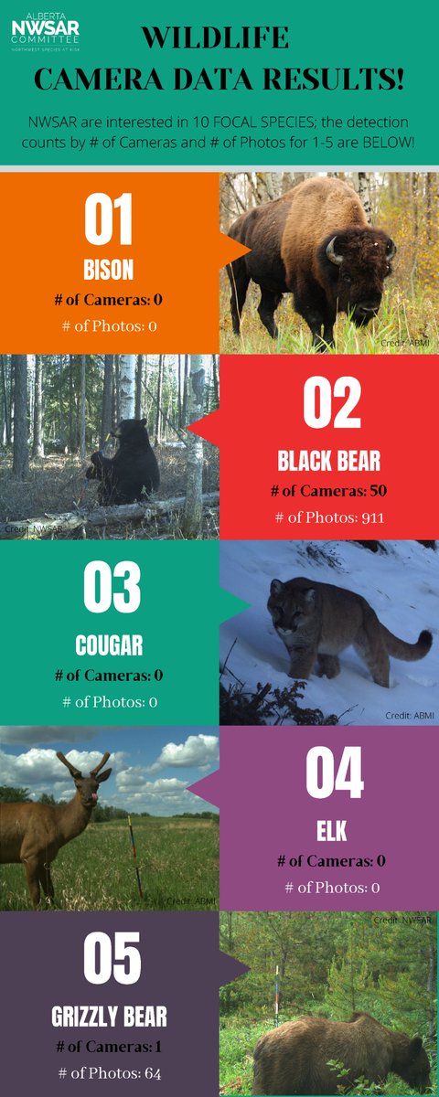 Alberta_NWSAR's tweet photo. PART 1 Wildlife Monitoring Results!
Species 1 to 5, by # of Cameras that took Photos &amp; # of Photos taken.
#bison #blackbear #cougar #elk #grizzlybear #NWSAR #abmi #albertatrappers
Not every photo is of a different animal; some cameras took several photos of the same individual. https://t.co/OSEuyvi9PP