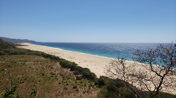 Michoacan's tweet photo. #ParaísosIndígenas 🗺️ | #Colola es una de las playas vírgenes de #Michoacán donde llegan cientos de tortugas negras a depositar sus huevos y crean un espectáculo único en el mundo. ¡Tienes que vivirlo!  🐢🌊 #Michoacán #elAlmadeMéxico 🦋 https://t.co/m9dAle9o1p