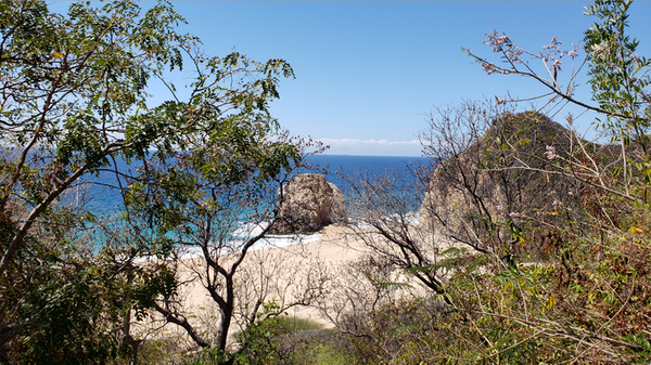 Michoacan's tweet photo. #ParaísosIndígenas 🗺️ | #Colola es una de las playas vírgenes de #Michoacán donde llegan cientos de tortugas negras a depositar sus huevos y crean un espectáculo único en el mundo. ¡Tienes que vivirlo!  🐢🌊 #Michoacán #elAlmadeMéxico 🦋 https://t.co/m9dAle9o1p