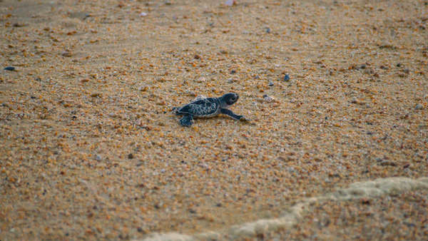 Michoacan's tweet photo. #ParaísosIndígenas 🗺️ | #Colola es una de las playas vírgenes de #Michoacán donde llegan cientos de tortugas negras a depositar sus huevos y crean un espectáculo único en el mundo. ¡Tienes que vivirlo!  🐢🌊 #Michoacán #elAlmadeMéxico 🦋 https://t.co/m9dAle9o1p