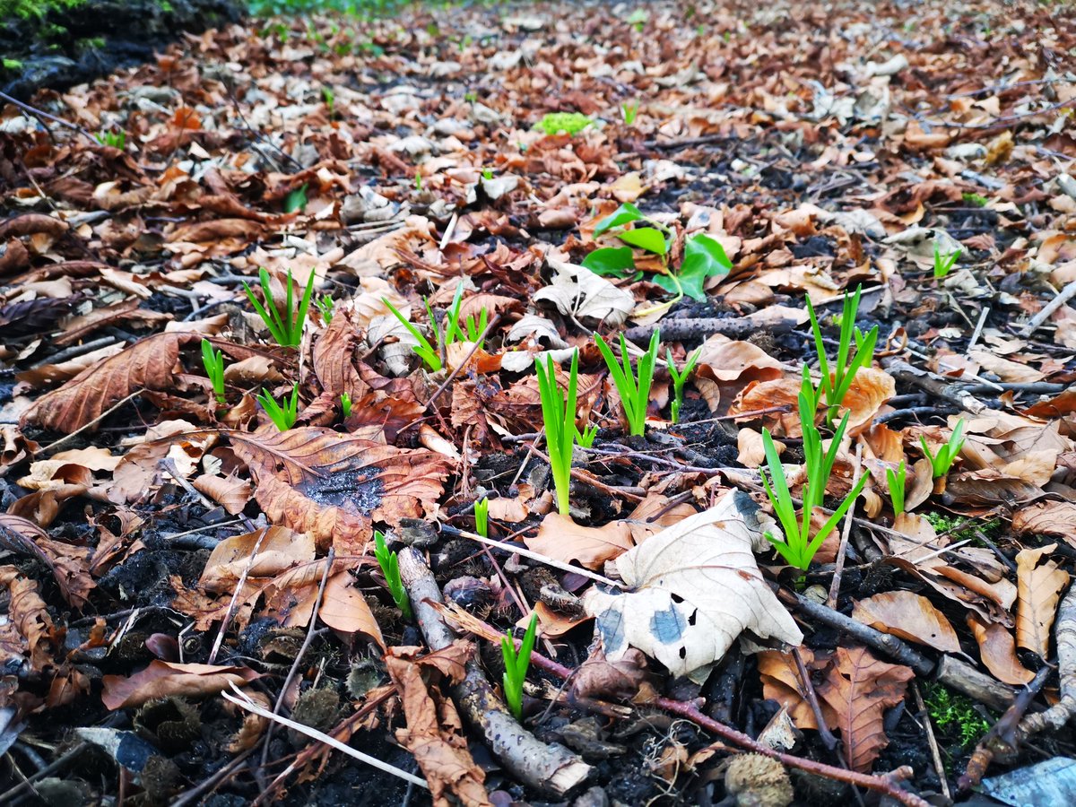 Thrilled to see bluebells planted by Friends of Bluebell Woods start to grow! 😍👏
We meet every week @LivHospitals Bluebell Wood, get in touch to join us!
@PartiaAintree @FazakerleyComm2 @LiverpoolCVS @NCVOvolunteers @merseyforest @SusHealthcare @NHSForest #socialprescribing