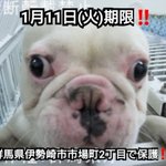 「ブルドッグ保護」1月11日までの期限。早くお迎を!!