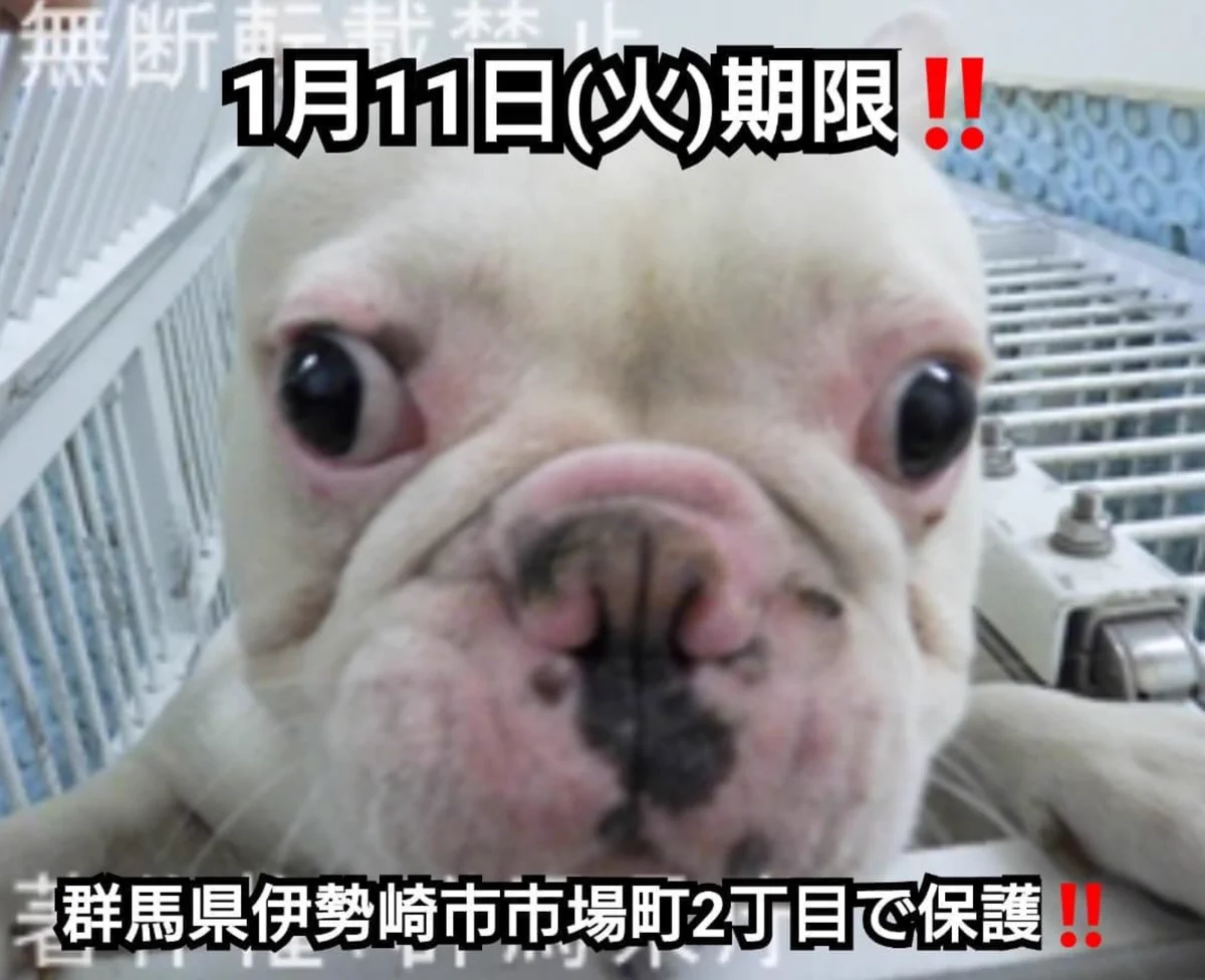 「ブルドッグ保護」1月11日までの期限。早くお迎を！！！