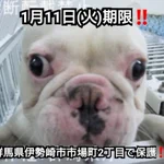 「ブルドッグ保護」1月11日までの期限。早くお迎を!!