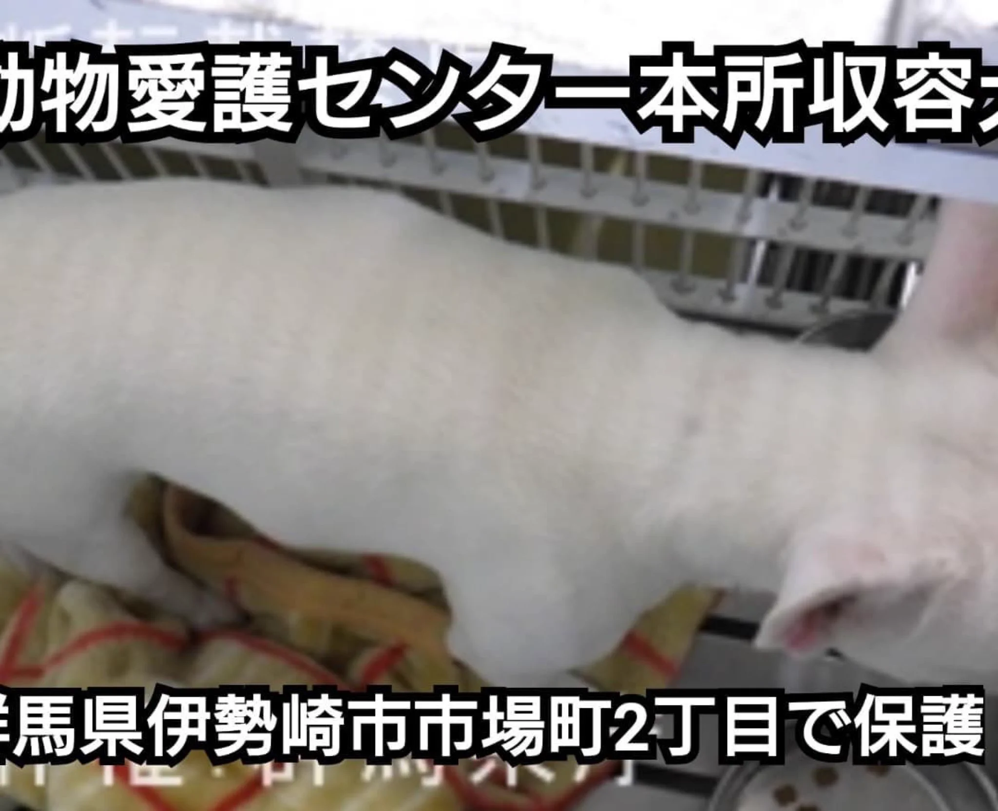 「ブルドッグ保護」1月11日までの期限。早くお迎を！！！