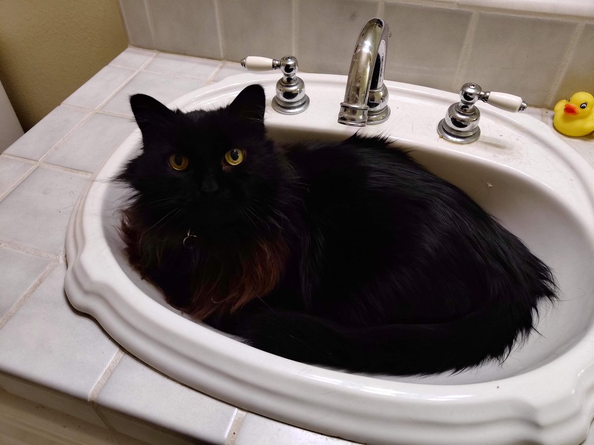 DrP0rk's tweet photo. A lil' Void Floof to brighten your Tuesday! I often find him curled up in the sink, I guess it's nice and cool π
Does your pet have a weird nap spot?
#twitchaffiliate #voidfloof #casualgamer #supportsmallstreamers #catsofinstagram #streamerpets https://t.co/NapFeYOYvX
