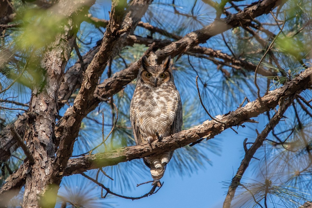 It's #NationalBirdDay! Birds are essential to forest ecosystems. They disseminate seeds, aid in decomposing and help regulate insect populations. Large predatory birds such as this great-horned owl also help control small-mammal populations. 🦉🌲