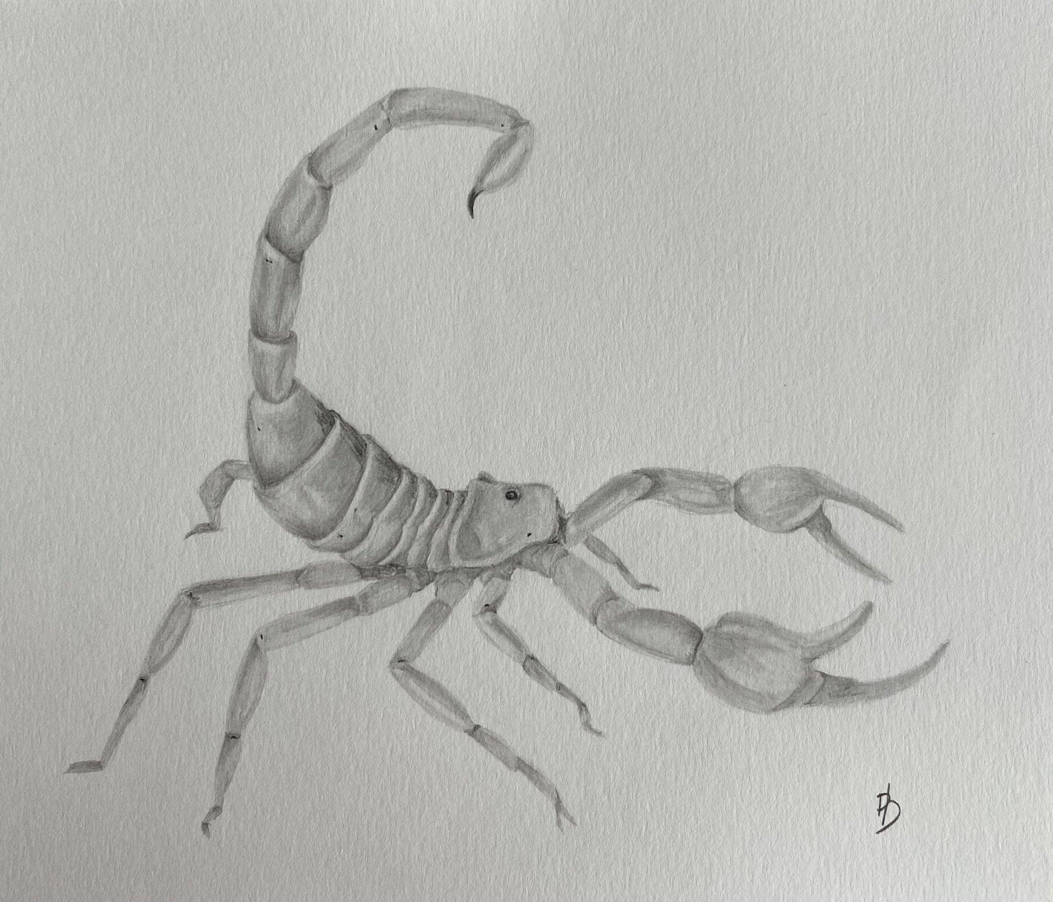 Original Drawing - Striped Bark Scorpion — Zoe Keller