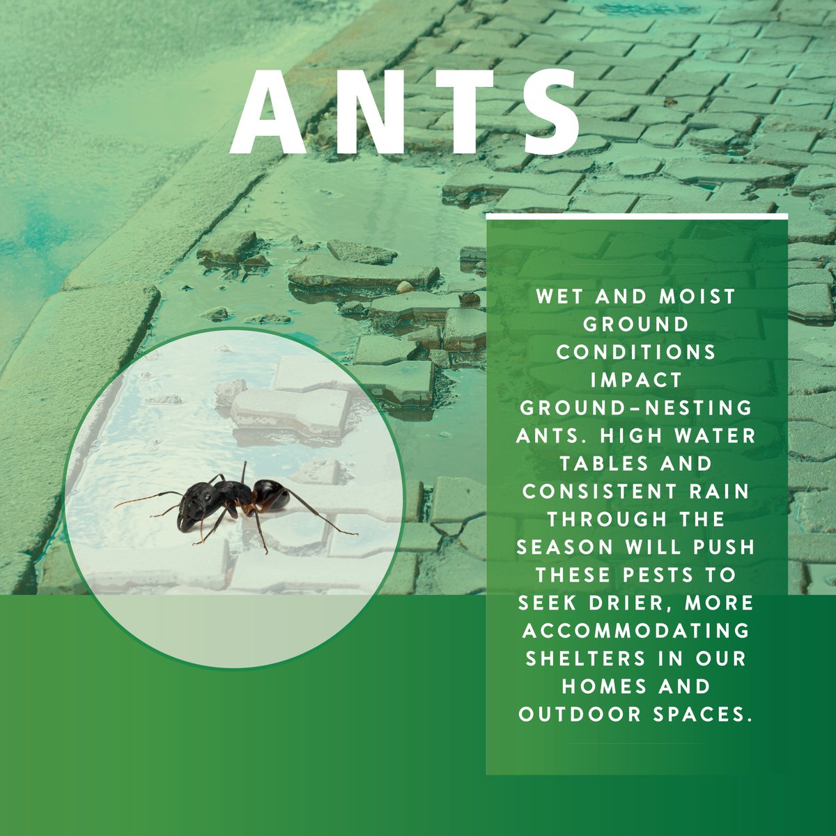 PestFreeLiving's tweet photo. Are you prepared for all that Spring rain brings along? Not only do mosquitos thrive from moisture, rain is a perfect scenario for many other pests to take shelter in your homes. https://t.co/OBkfotFaQ6