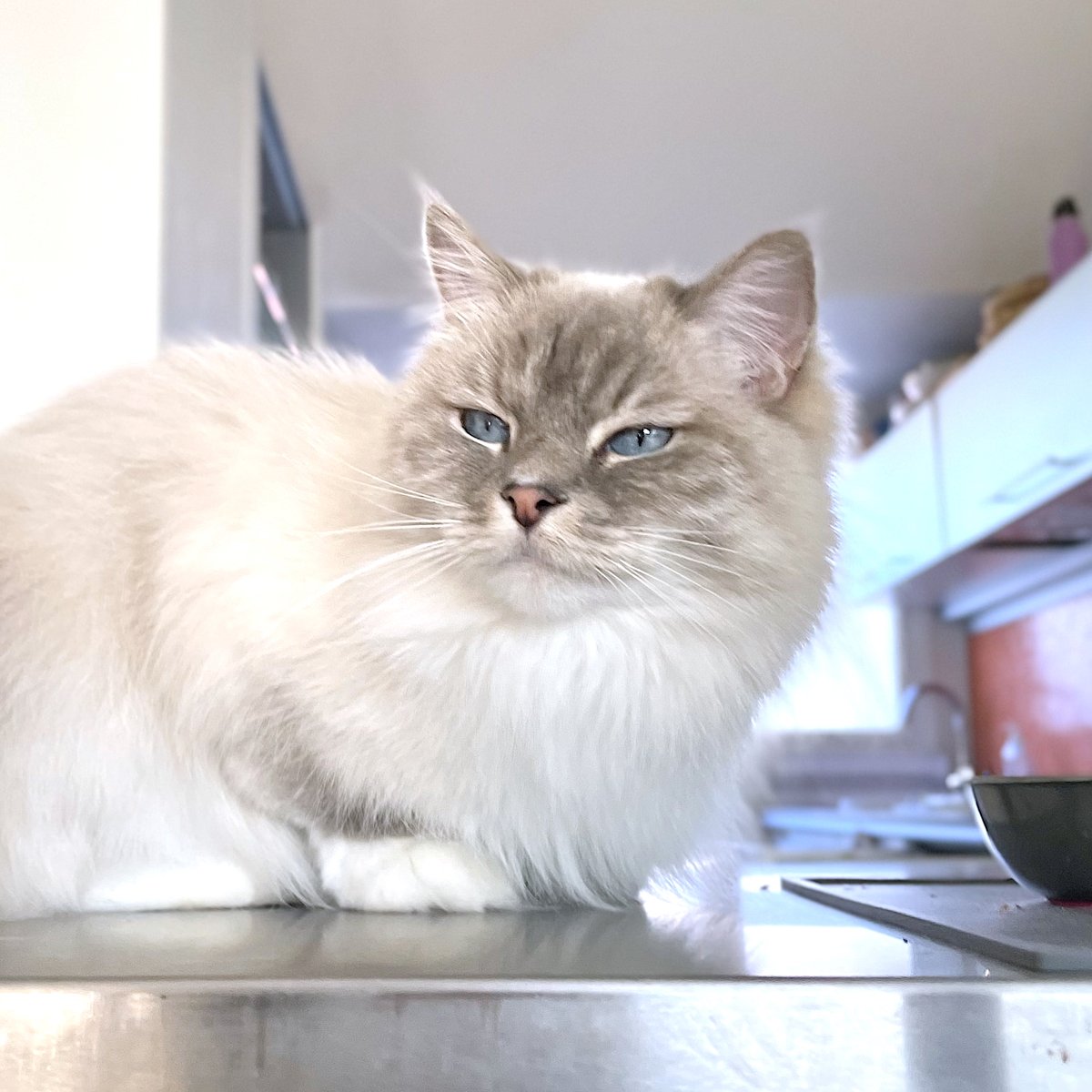 mandalatherag's tweet photo. ▫️ Our best side is our left cheek, according to a scientific study …  😏🤍

… let’s show off the left even if I’m pretty sure all my sides are the best  !   😹🤍

#catsofinstagram  #cats #CatsOfTwitter #beautiful #beauty #beautytips #cute #CuteCats https://t.co/CMRuiBI0cP