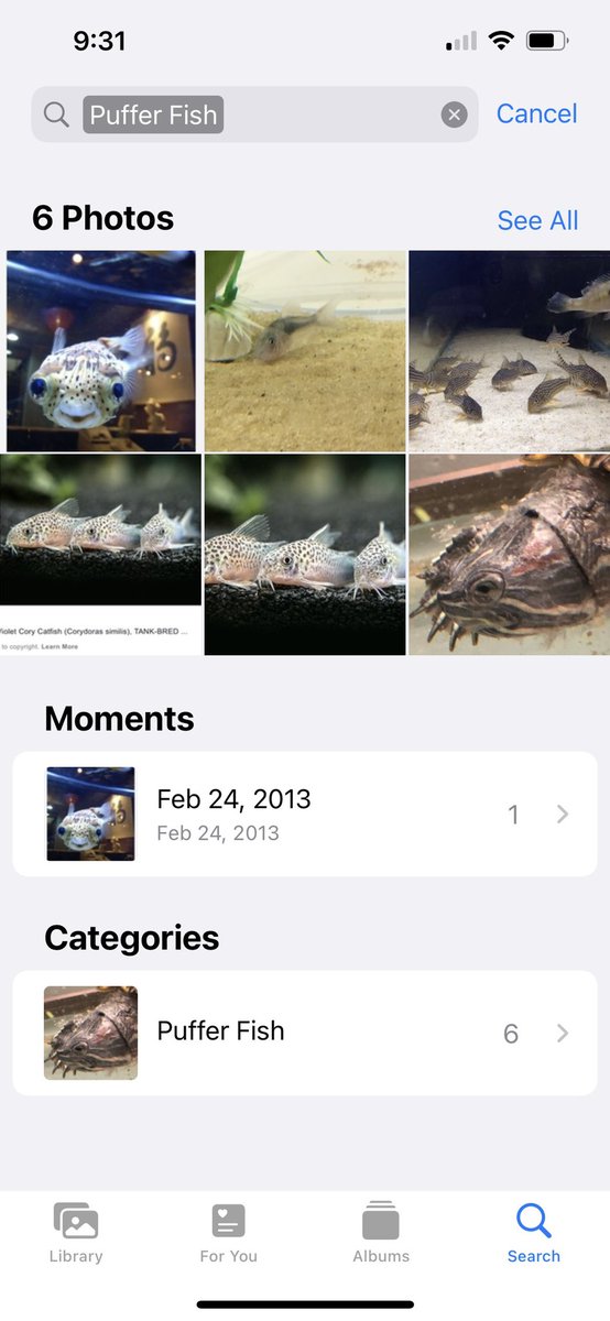 RivaJRiley's tweet photo. My phone has classified my turtle as a pufferfish and I am just tickled #fail #turtle #notafish #funny #littlethings https://t.co/7Nu3QBu5DI