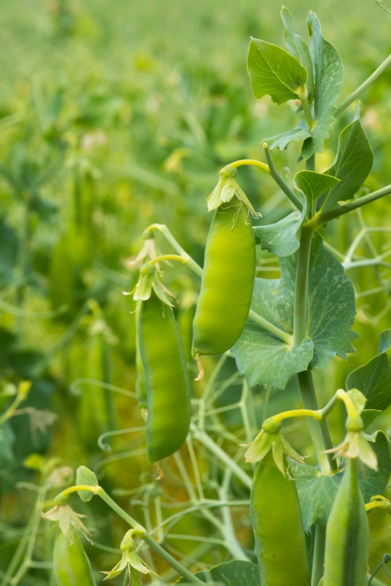 SKAgriculture's tweet image. In 2020, Saskatchewan was Canada’s largest agri-food exporter to India, with exports of $498 million, and is India’s leading supplier of lentils and dry peas. #SaskAg
saskatchewan.ca/business/agric…