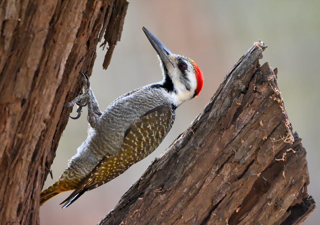 BirdLife_News's tweet image. 🥁 12 drummers drumming...

👅 Woodpeckers have the longest tongues compared to their size of any bird. It is so long that they have to curl it around their brains over the top of their skulls!