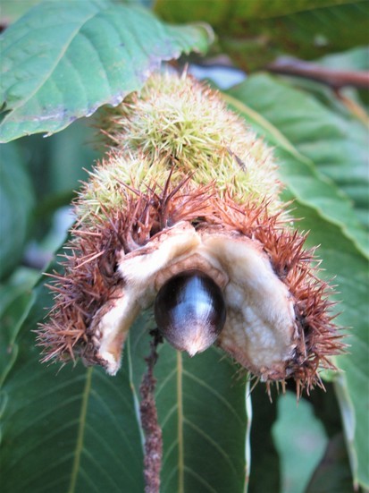 MDC_online's tweet photo. Ozark chinquapins produce tasty nuts and, during its abundance, it was known for its rot resistance when used for railroad ties, fence posts, and furniture. Learn more about this vanishing species during a Jan. 19 virtual program -- https://t.co/5kYToxRnZ3 https://t.co/xlYqpmII9n
