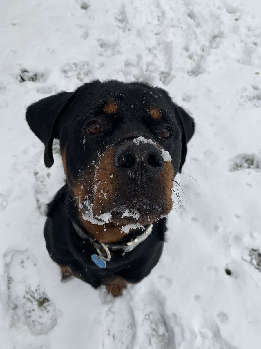 megtrivett_33's tweet photo. @JanineNickel My sweet boy Bear loves a good snow day #beartherottweiler https://t.co/uFAWKQYTfF