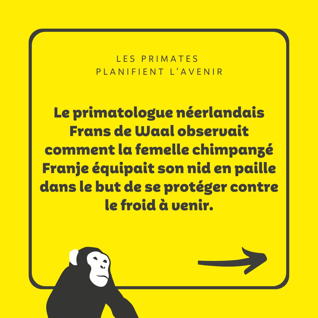 Sentiencesuisse's tweet image. Nous, les humains, sommes des primates et partageons de nombreux traits avec nos cousins non-humains, comme la capacité à réfléchir au passé et planifier l&apos;avenir.