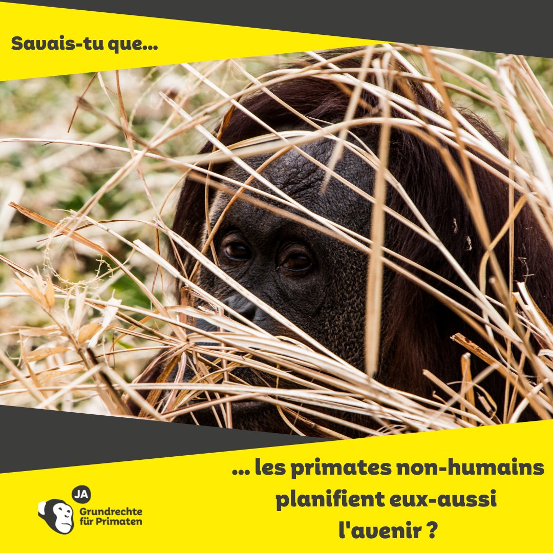 Sentiencesuisse's tweet image. Nous, les humains, sommes des primates et partageons de nombreux traits avec nos cousins non-humains, comme la capacité à réfléchir au passé et planifier l&apos;avenir.