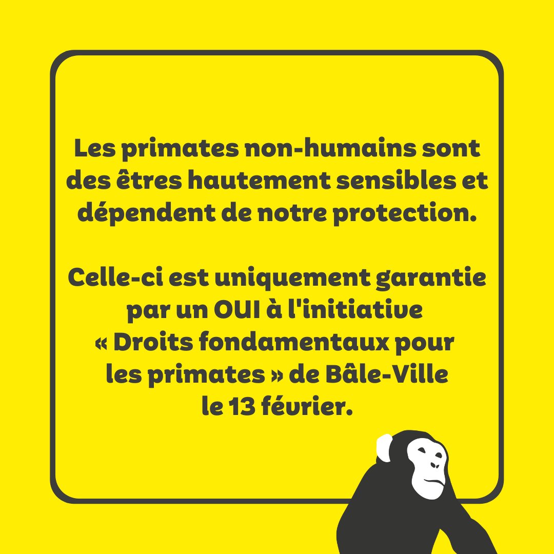 Sentiencesuisse's tweet image. Nous, les humains, sommes des primates et partageons de nombreux traits avec nos cousins non-humains, comme la capacité à réfléchir au passé et planifier l&apos;avenir.