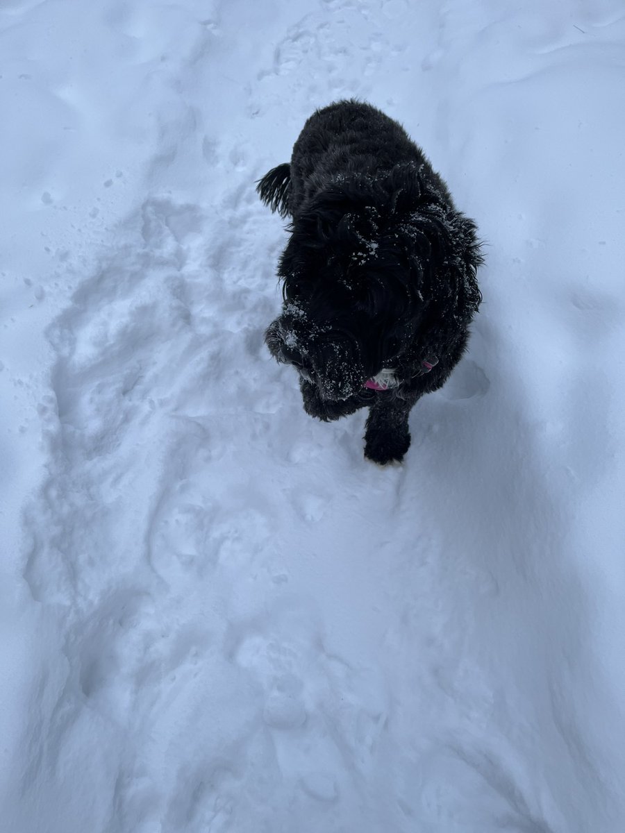 Paulatics's tweet photo. Why yes! My dog insisted on a proper walk this morning. #ogreshavelayers #senatorswearlayers https://t.co/yv4rEeYZqJ