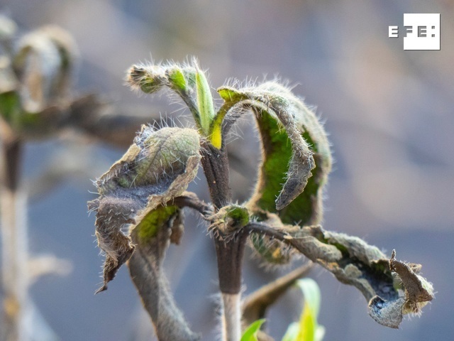 EFE Canarias tweet media