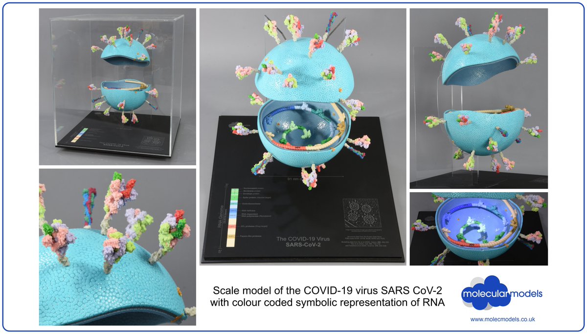 Here's a closer look at the model we made of the COVID-19 SARS CoV-2 virion which you may have seen in the background on the brilliant <a href="/Ri_Science/">Royal Institution (now on Bluesky)</a> #XmasLectures. If you missed them, you can catch up on BBC iPlayer now or soon on youtube.com/TheRoyalInstit… #Science #communication