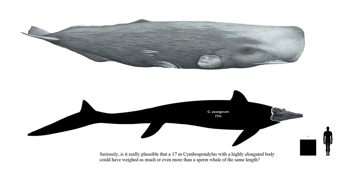 MarkusBhler10's tweet photo. I made another version in which I included the scaled skull of the #Cymbospondylus from the paper. Somehow it looks now even smaller next to #Physeter And we have to keep in mind that those 17 m only work if it had really this super-elongated body and tail. https://t.co/kd6QMfh6VA