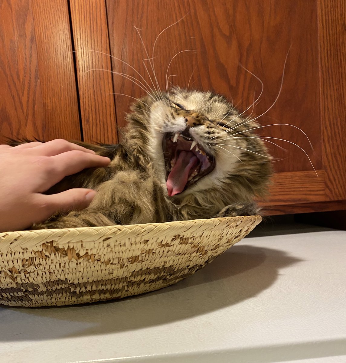 Olive73522939's tweet photo. Today for #whiskerswednesday here are my whiskers in their full glory! And as a bonus a fierce lioness face!! Photos this good are only taken by human bro! Hehe!
#CatsOfTwitter #CatsOnTwitter #cat #Oliveπ« #fluffy #wednesdayvibes #fierceface #whiskers #fangs https://t.co/v1tTCudxiN