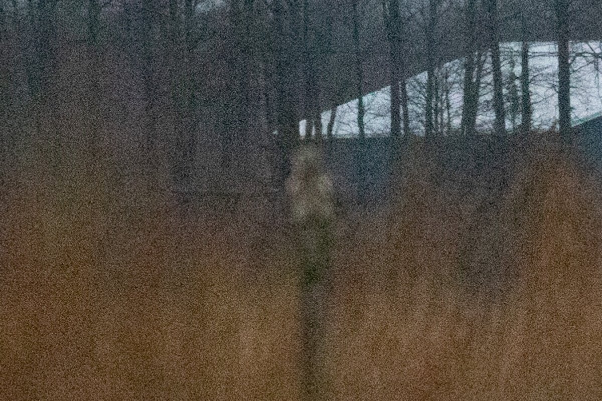 After years of trying, I finally got a picture of a Short-eared Owl perched! ⁦@TheIneptBirder⁩ #worstbirdpic