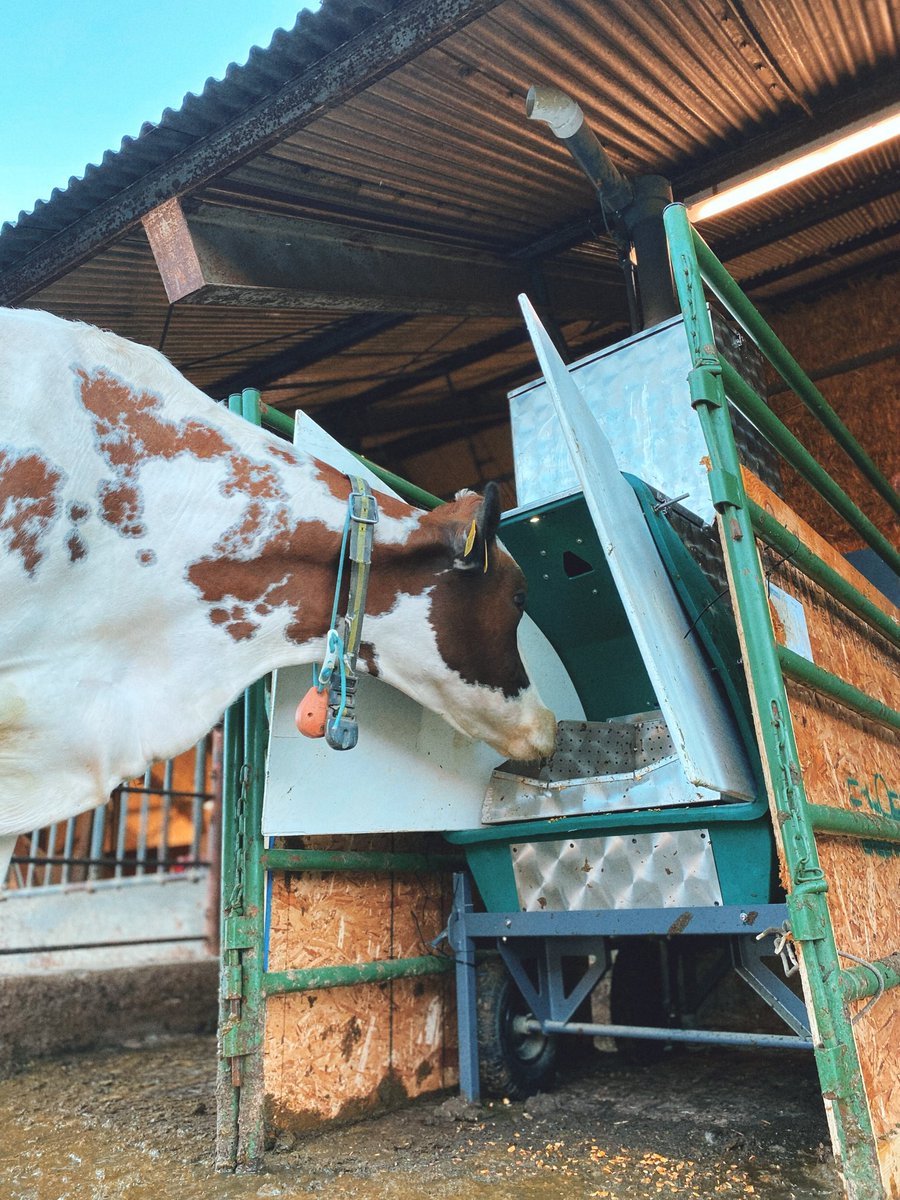 HonanMallory's tweet photo. Maple made sure to give the new Greenfeed a thorough cow-scan before checking it out. I think it passed! https://t.co/JJi8wKfq7Q