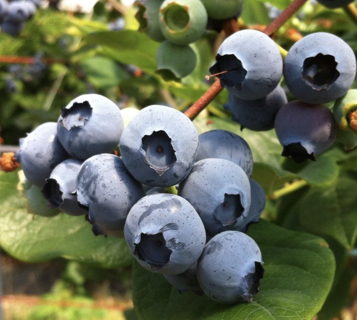berrygardensuk's tweet photo. If you've overdone it over the Christmas period, you're not alone! 

Kickstart your year and your health with British Blueberries. They pack a seriously healthy punch 👊🏼🫐. 

They’re a bona fide superfood!

#berrygardens #berrygoodforyou #newyear #newyou #berryhealth https://t.co/RIEV1SVDV3