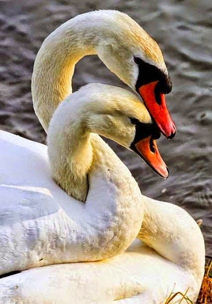 Loving 🦢❤️🦢