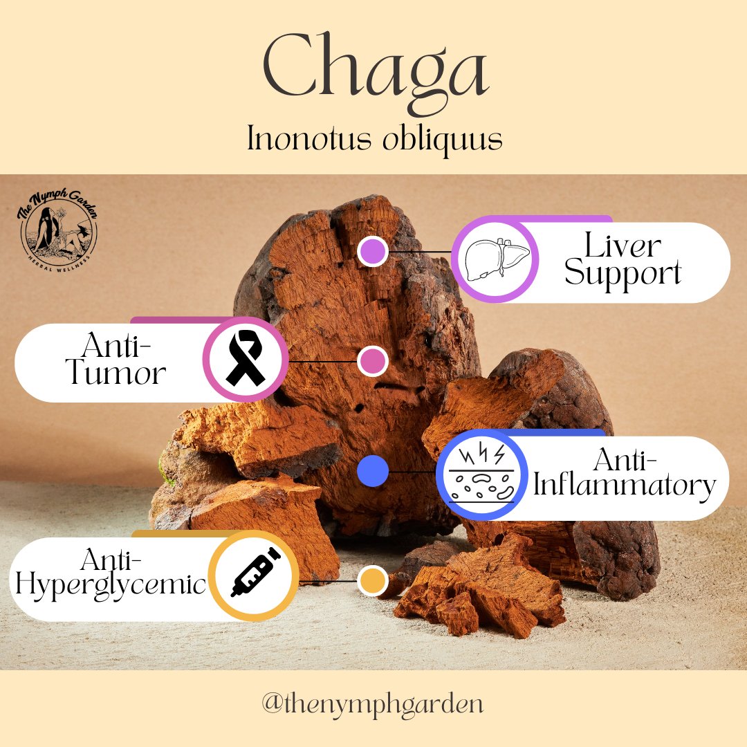 🍄 Here are some facts on Chaga mushroom (Inonotus obliquus), another one of the mushrooms used in our MYCO blend.

🍄 Chaga supports multiple systems in the body, and its adaptogenic properties are strengthened by consistent use.

🍄 thenymphgarden.com/products/myco-…